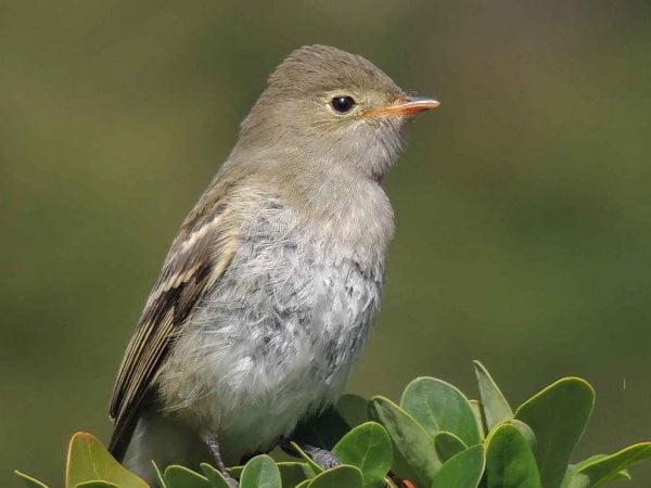 Ave playero de Baird en su hábitat natural en Isla Navarino, Chile.
