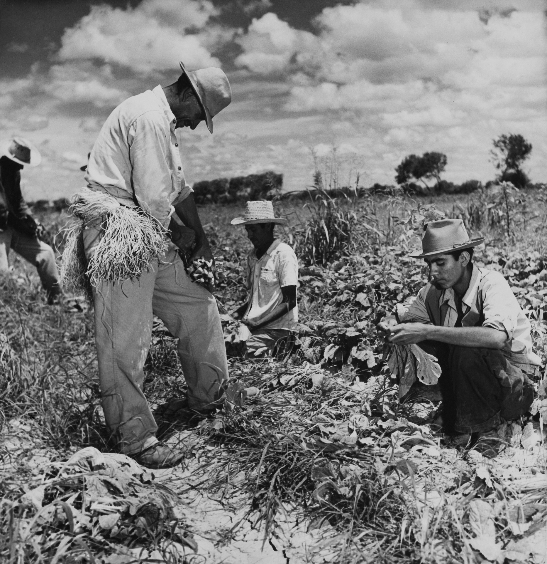 Trabajadores indocumentados mexicanos en Texas.