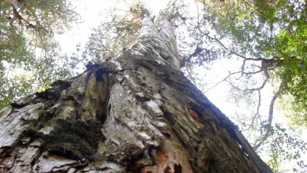 Alerces milenarios en la Reserva Costera Valdiviana, Chile.
