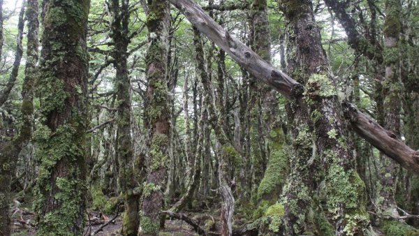 Cerveza artesanal chilena elaborada con levaduras de la Patagonia, chile, 2024.