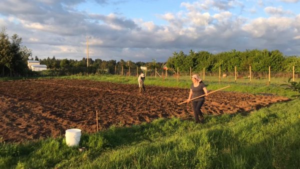 Agricultores de La Manzana de Valdivia cosechando legumbres agroecológicas en Los Ríos y La Araucanía. Chile, 2024.