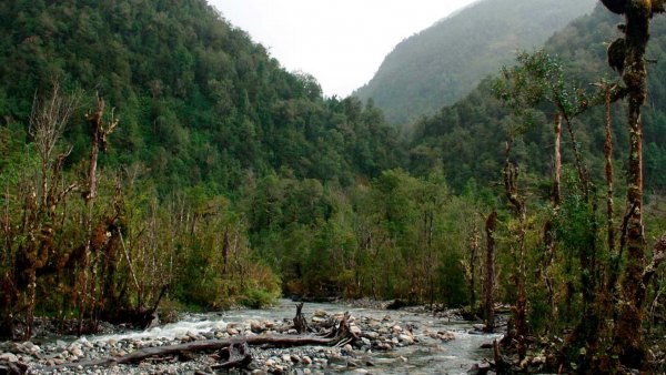 Vista aérea de los bosques templados de la región de Aysén, Chile. 2024.