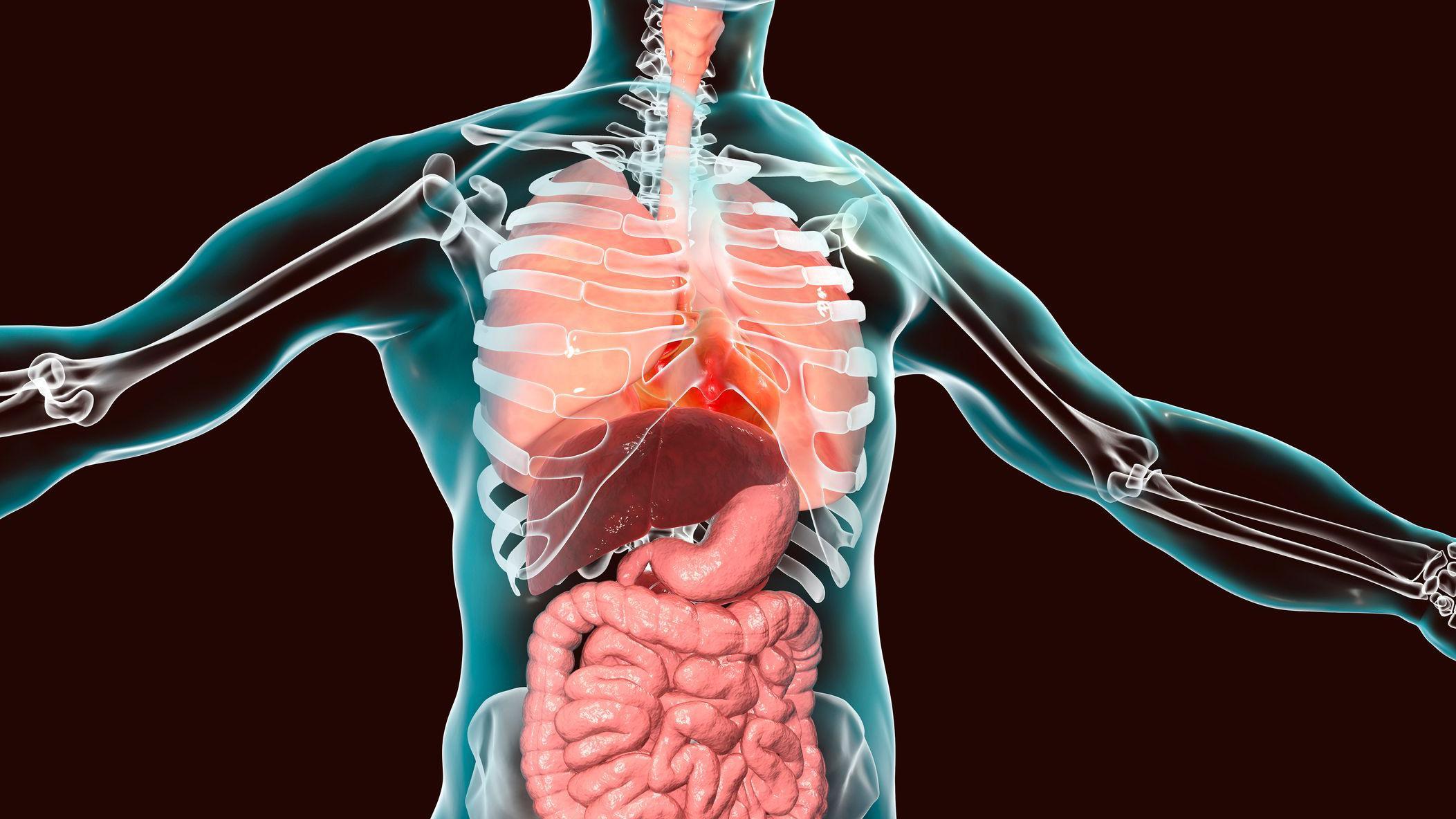 Cuerpo humano