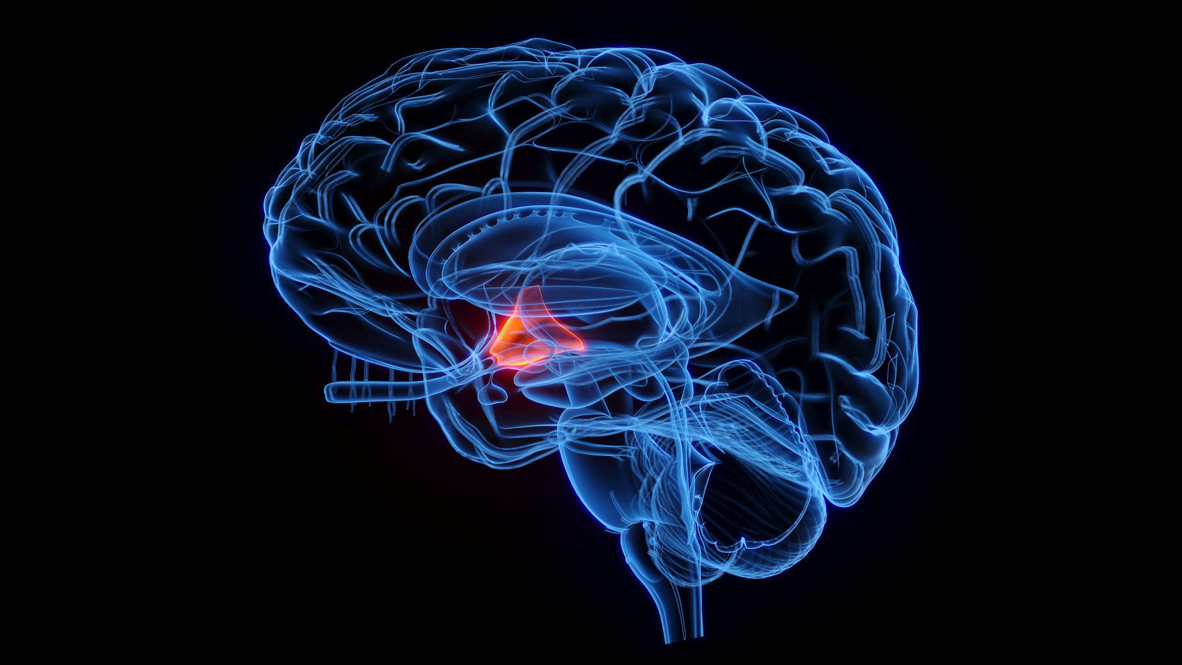 Cerebro