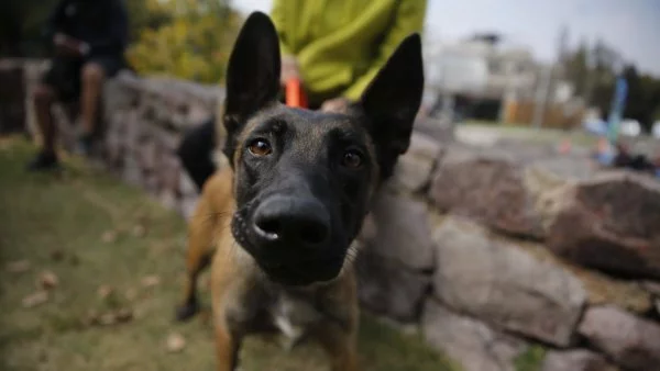 La efeméride fue creada por la OMS para concientizar sobre el abandono a caninos