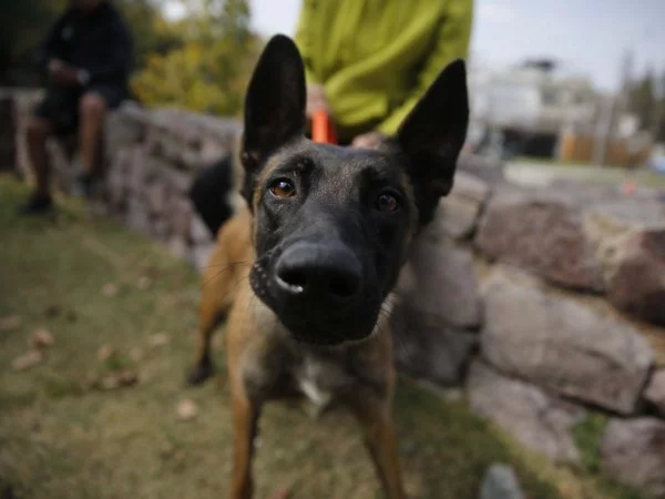 La efeméride fue creada por la OMS para concientizar sobre el abandono a caninos