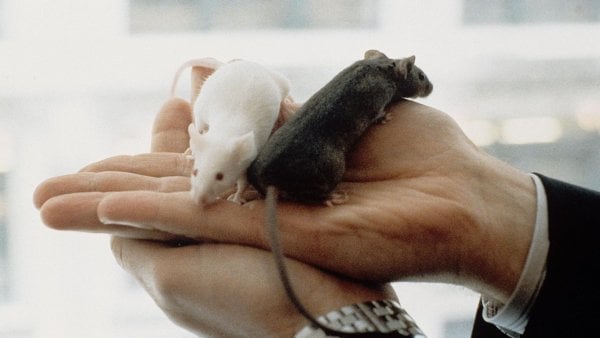 Ratones. Estudio científico.