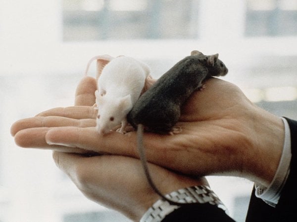 Ratones. Estudio científico.