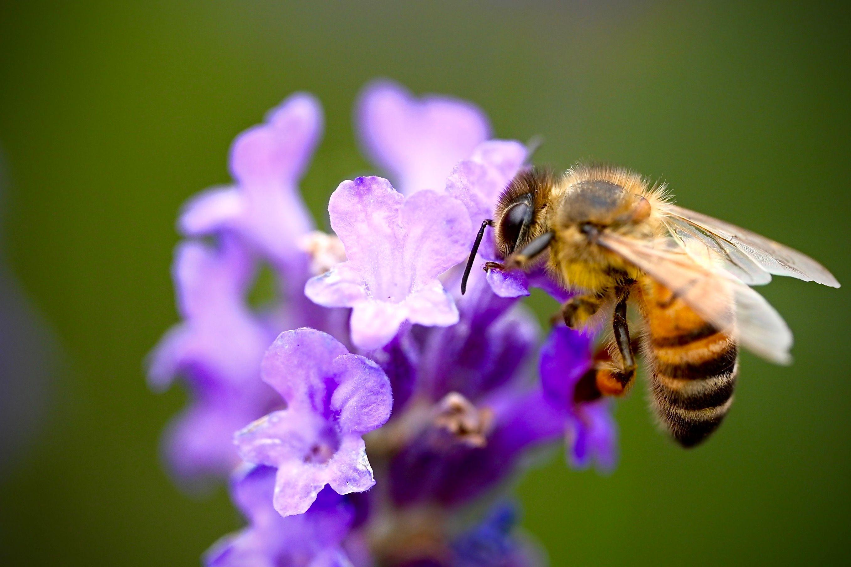 Abeja junto a una flor.