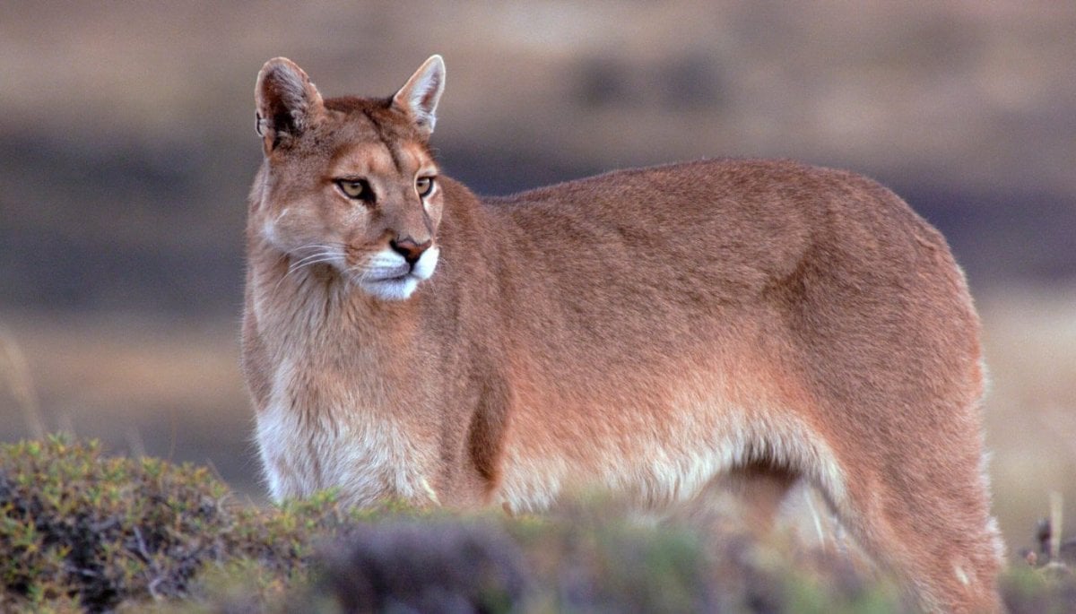 Trágico desenlace: Ganadero fallece tras ser atacado por puma en Colchane