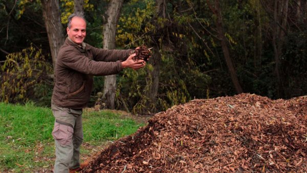 Vista del Jardín Botánico de Viña del Mar con chips de quillay regenerando el suelo tras el incendio. Chile, 2024.