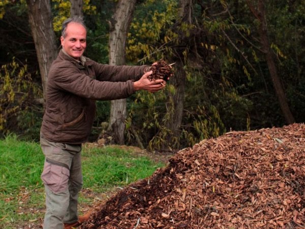 Vista del Jardín Botánico de Viña del Mar con chips de quillay regenerando el suelo tras el incendio. Chile, 2024.