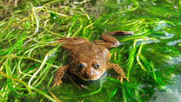 Ranita del Loa en su hábitat natural, oasis del desierto de Atacama, Chile. 2024.