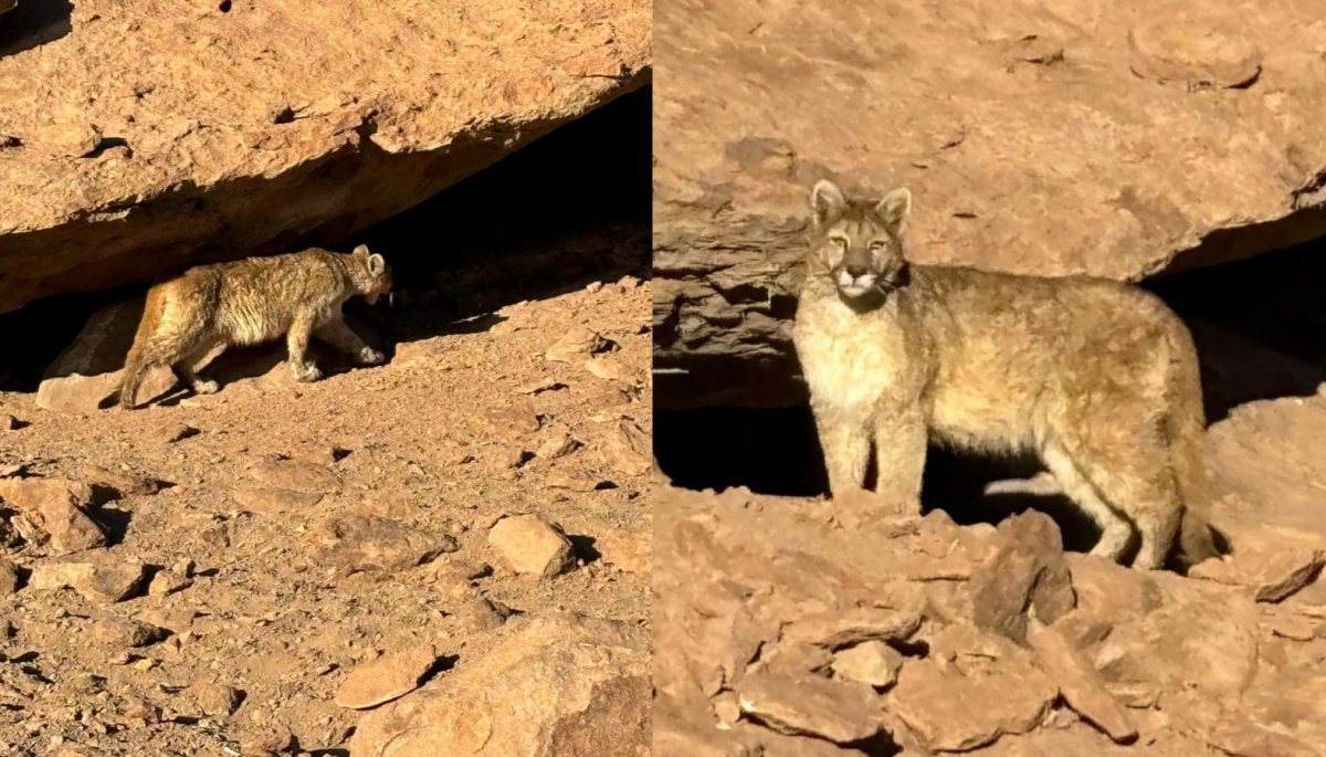 Avistan puma preñada cerca de San Pedro de Atacama