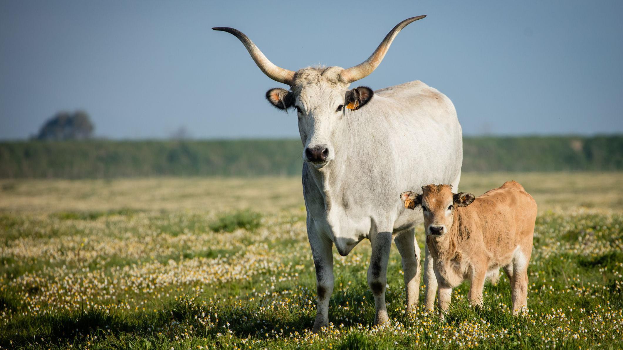 Vacas