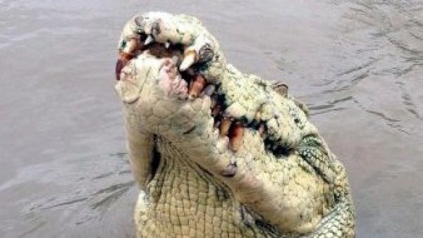 Fotografía cedida por la compañía de cruceros Adelaide River Queen Jumping Crocodile hoy, miércoles 20 de agosto de 2014, donde se ve a un cocodrilo de cabeza albina de nombre Michael Jackson que fue asesinado después de que el cocodrilo matara a un hombre en el Río Adelaide, al norte de Australia este 18 de agosto de 2014. La policía australiana dijo este 19 de agosto que recuperó e identificó el cuerpo de la víctima atacada por el cocodrilo, un hombre de 57 años que se encontraba pescando cuando fue atacado. La policía mató al cocodrilo de 4.5 metros, de acuerdo a una declaración hecha por ellos