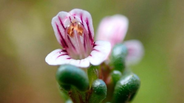 Euphrasia perpusilla redescubierta en los archipiélagos patagónicos de Chile.