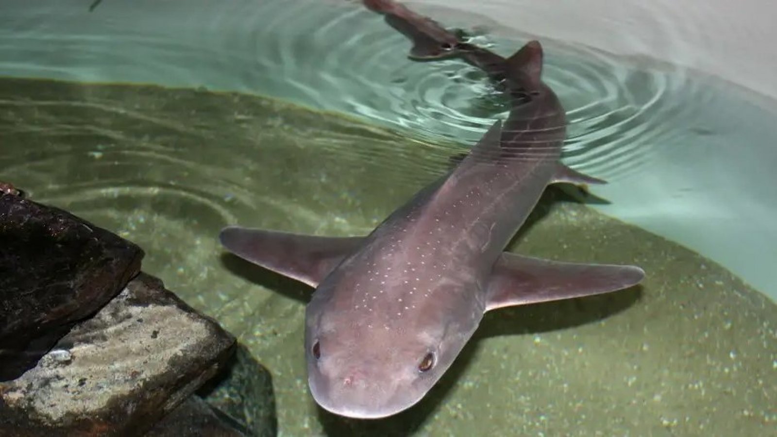 Investigadores italianos documentaron nacimientos anuales de tiburones musola lisa (foto) por partenogénesis.