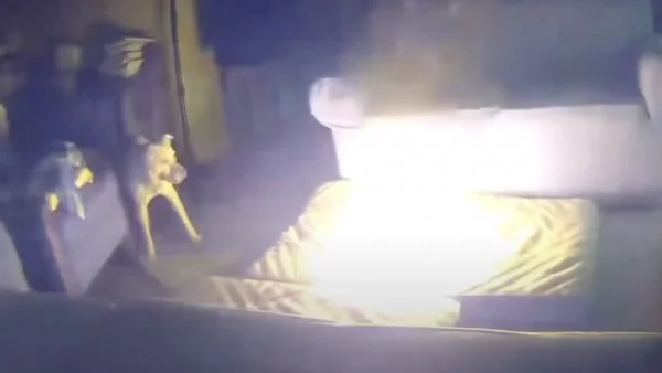 Dog Sparks House Fire After Biting Lithium-Ion Battery Cable