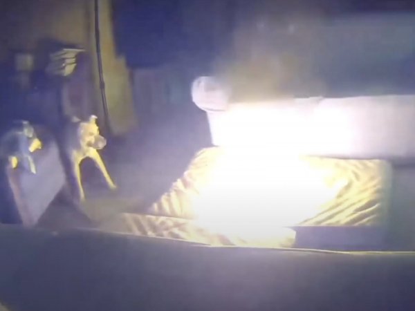 Dog Sparks House Fire After Biting Lithium-Ion Battery Cable