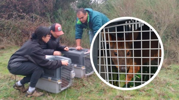 Ambos pudúes siendo liberados en Hualqui, Biobío. Chile, 2024.
