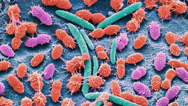 Imagen de bacterias de distintos colores.