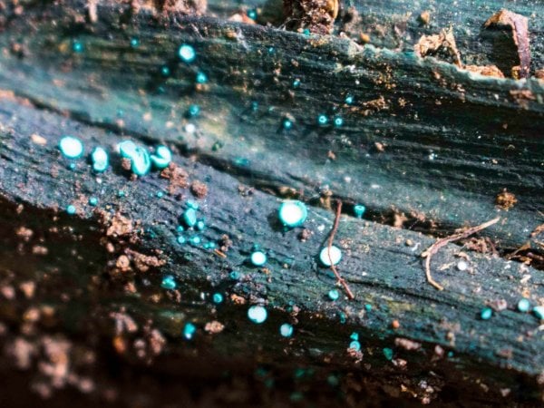 Hongos que sirven para construcciones en Chile.