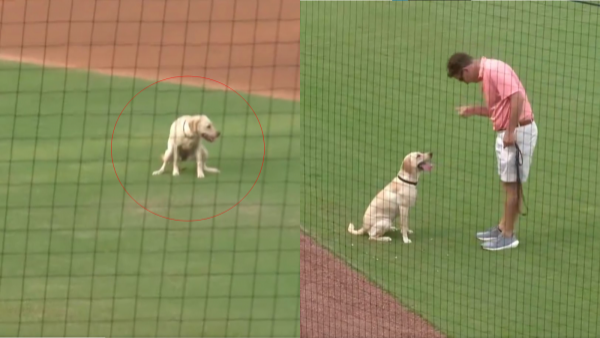 Lucy May, la perra bate de los Clearwater Thrashers, antes y después de defecar en su cancha