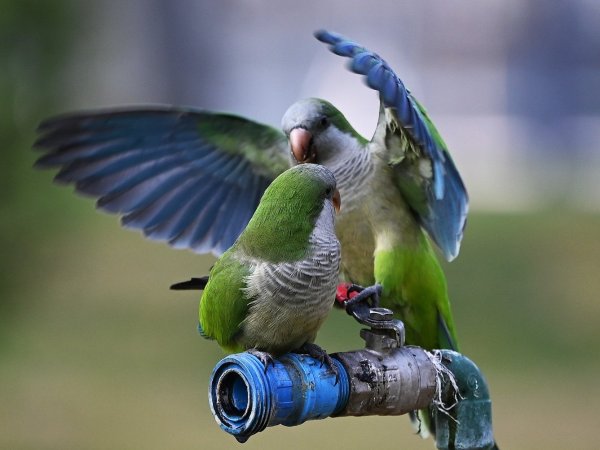 Cotorras argentinas.