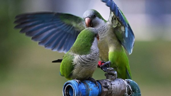Cotorra argentina posada en un árbol en una plaza de Santiago.
