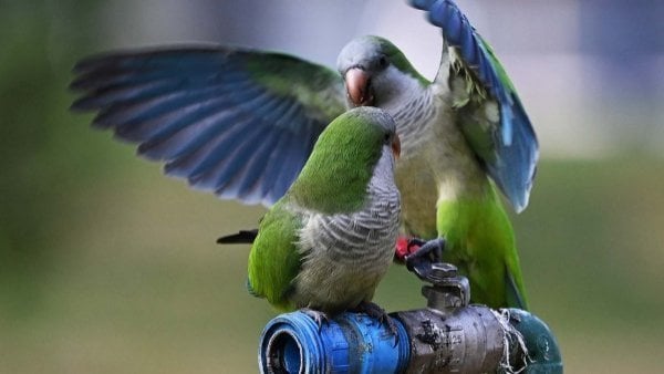 La cotorra argentina, especie invasiva que puede transmitir la llamada 