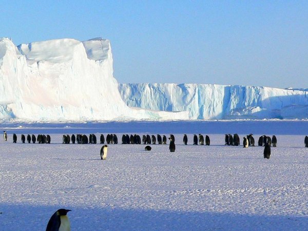 Aves y mamíferos afectados por la gripe aviar H5N1 en las Malvinas y Georgia del Sur.