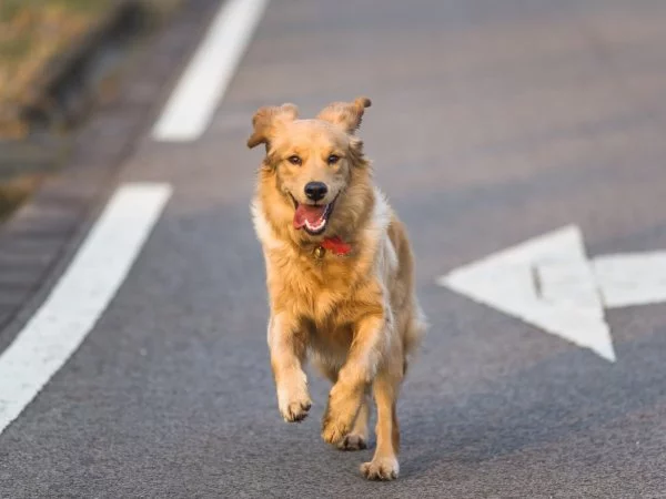 Perro extraviado. Mascota perdida.