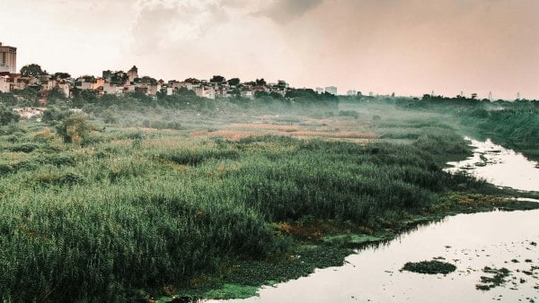 Turbera en la zona sur de Chile: Ecosistema crucial para almacenar carbono.