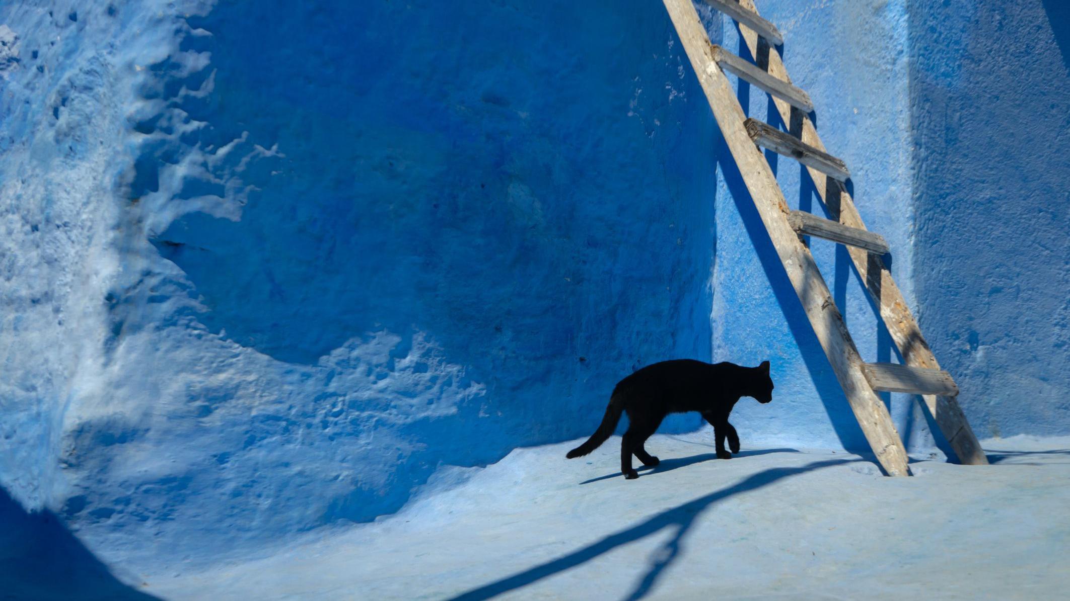 Un gato negra y una escalera.