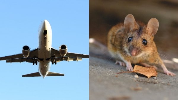 Imágenes de archivo. Avión a la izquierda y ratón a la derecha.