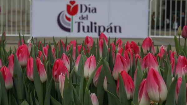 Día del Tulipán