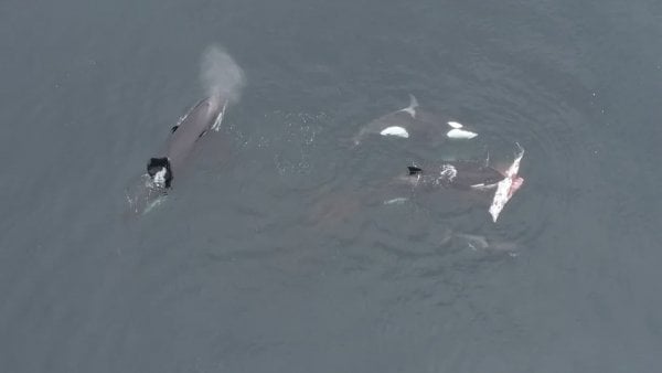 Orcas devorando delfines en Chile