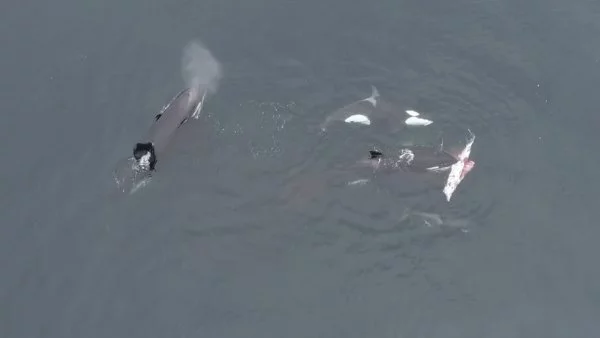 Orcas devorando delfines en Chile