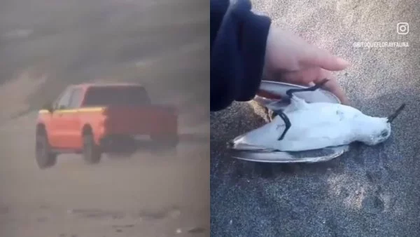 Video atropello Ritoque