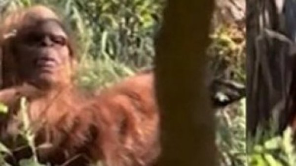 Dos fotos de aparente Pie Grande descansando