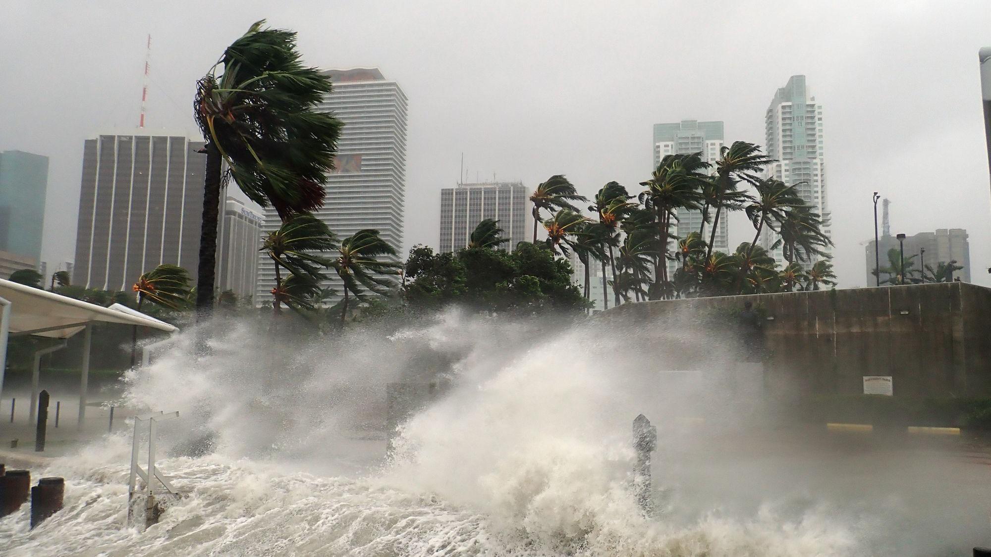 Imagen de palmeras azotadas por vientos fuertes y marejadas que golpean la costa
