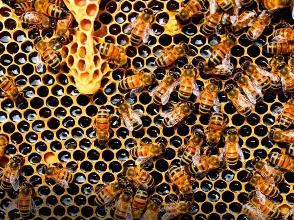 Investigadores analizan la población de abejas en América Latina.
