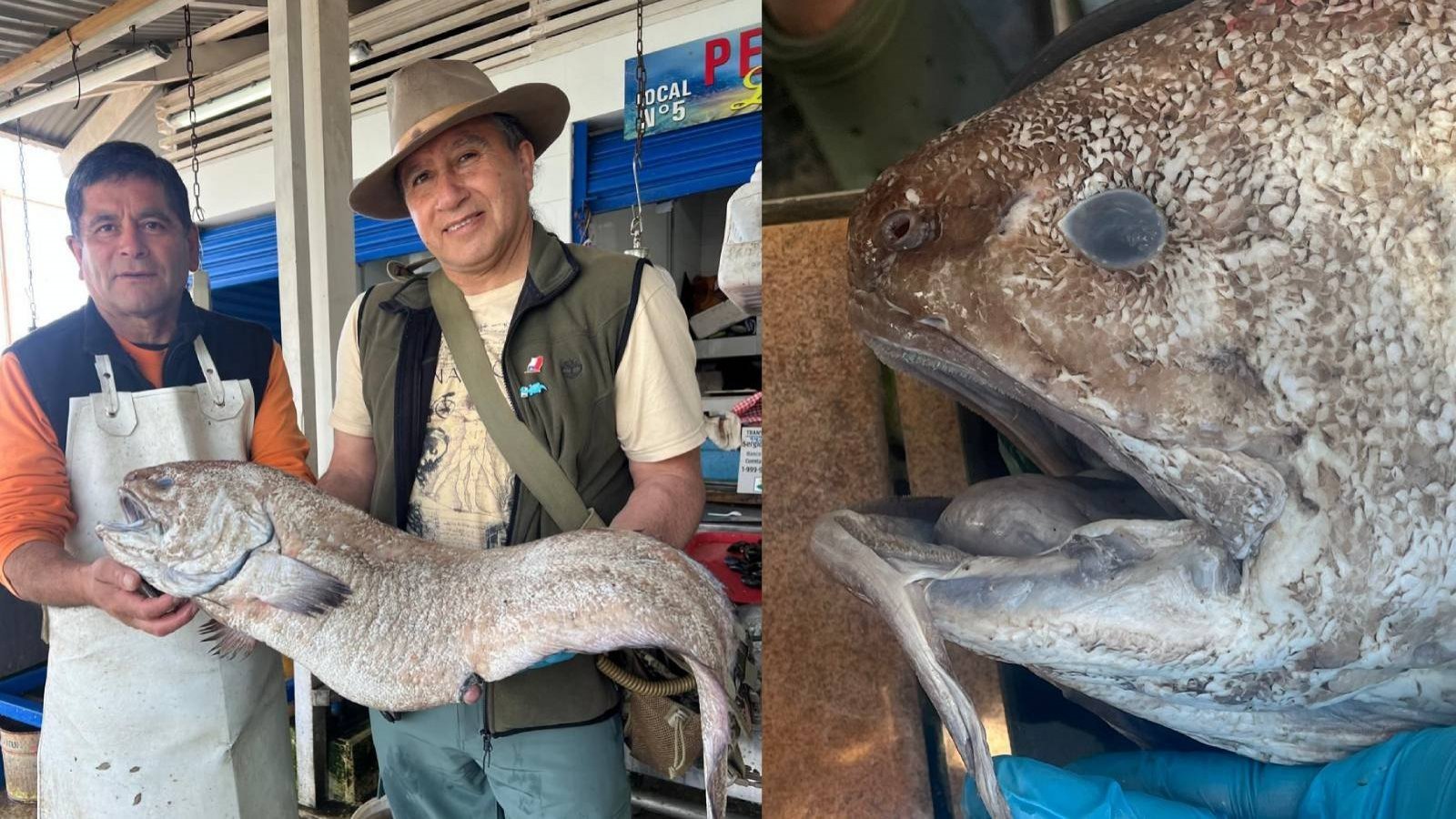 Curioso pescado y dos personas sosteniendo el curioso pescado
