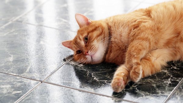 ¿Cómo eliminar el olor a orina de gato?