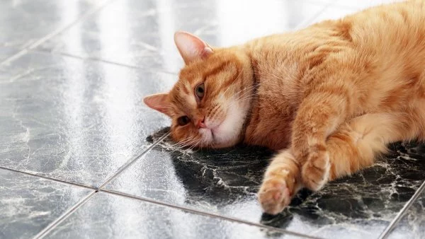 ¿Cómo eliminar el olor a orina de gato?