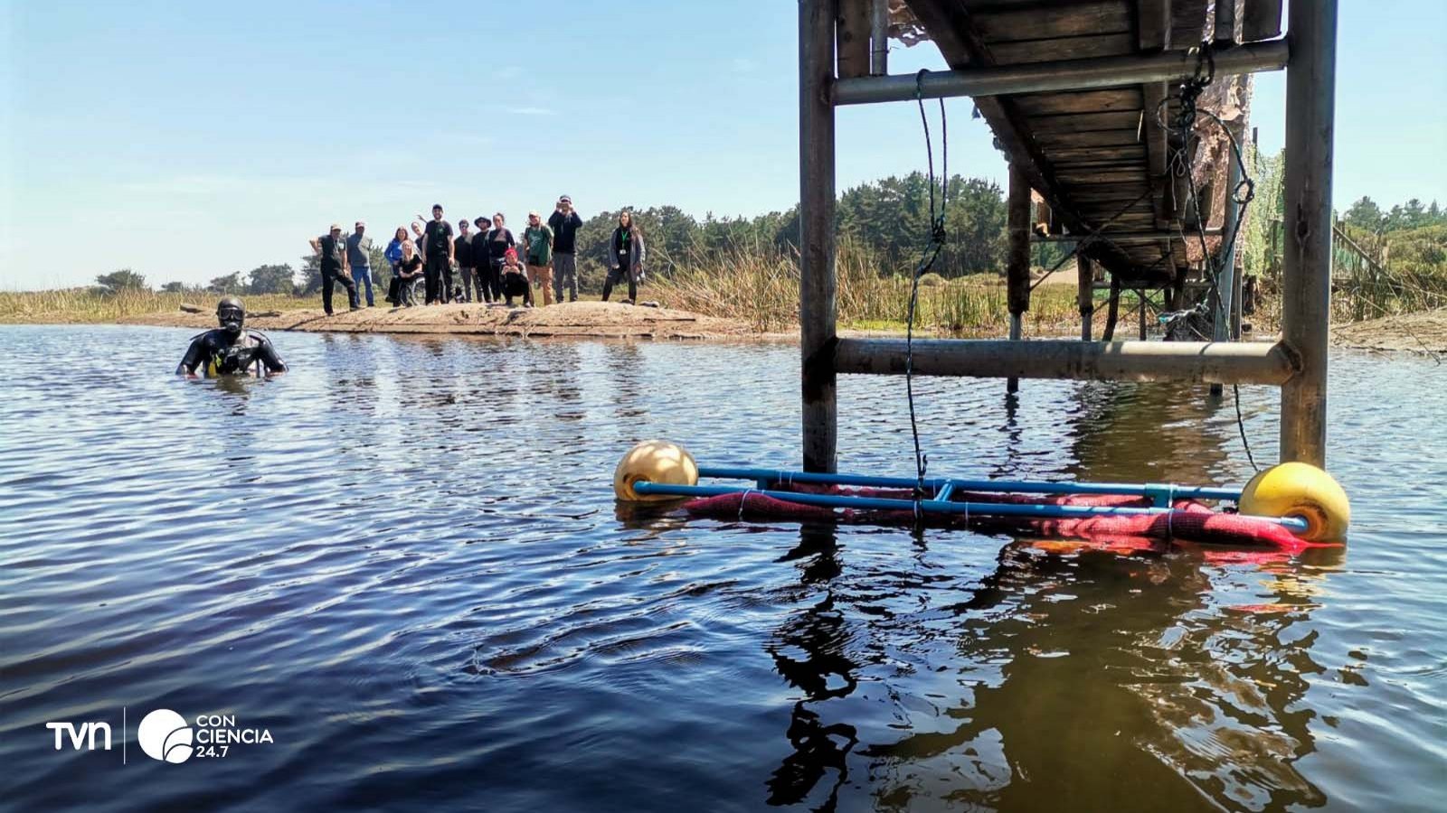 Voluntarios instalando dispositivos de pelo en el humedal de Mantagua para combatir la contaminación.