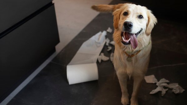 Cómo eliminar el olor a orina de perro. Perro.