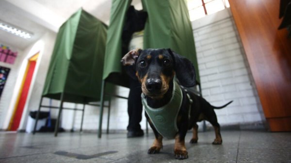Mascotas en local de votación.