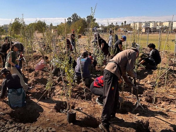 Frente de Río lidera reforestación y restauración ecológica en la ribera del río Mapocho, Talagante.